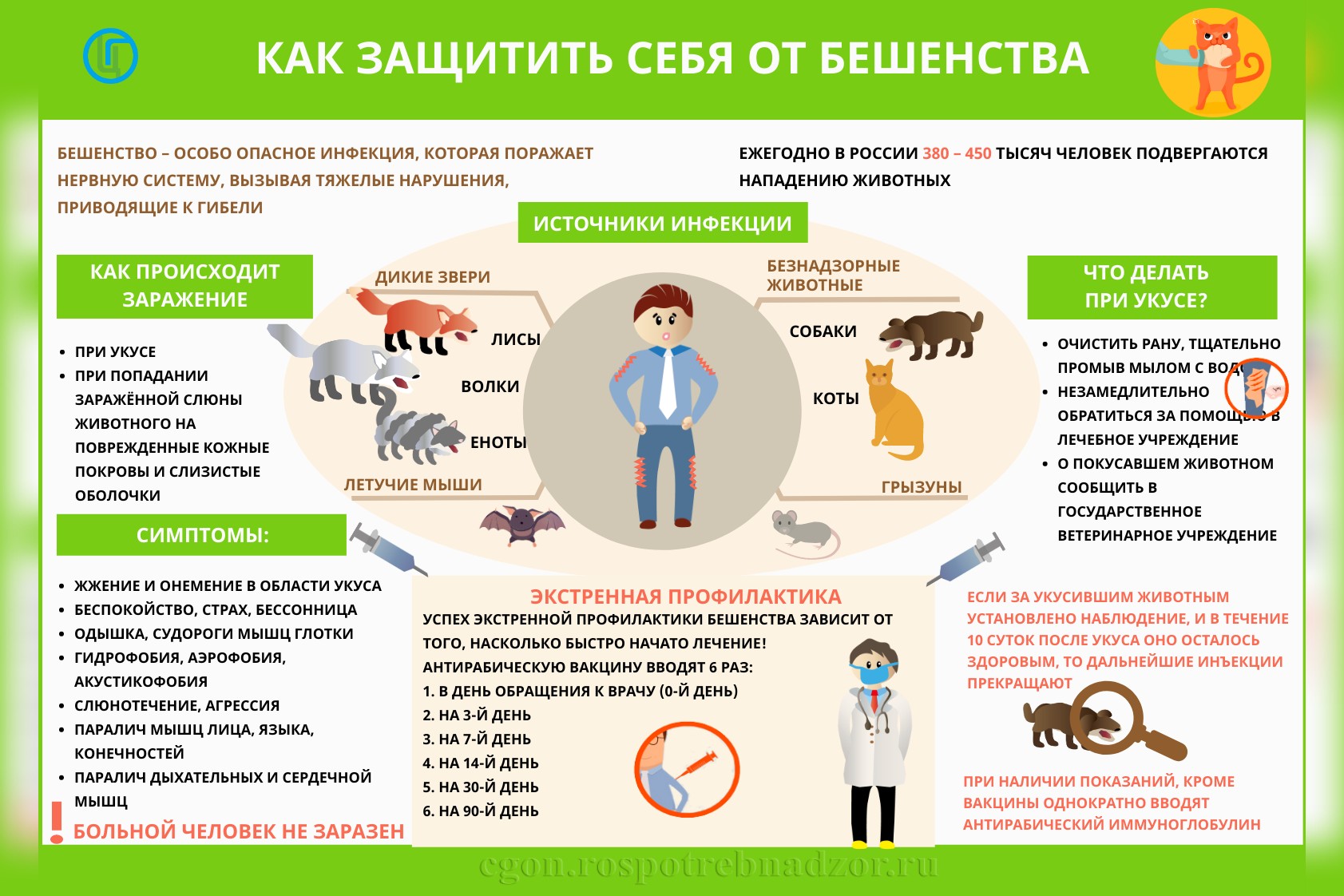 Как защитить себя от бешенства.