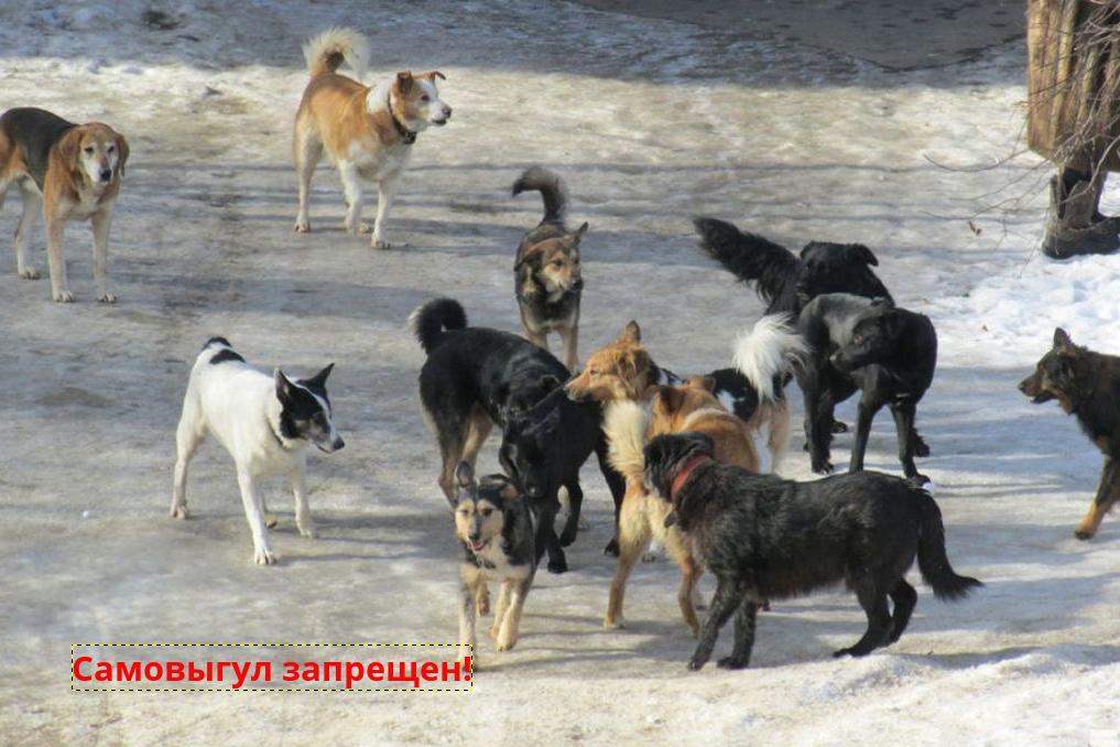 Самовыгул  собаки — штраф для хозяина                .