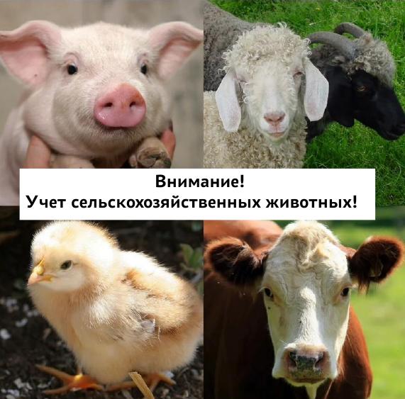 Учет сельскохозяйственных животных.